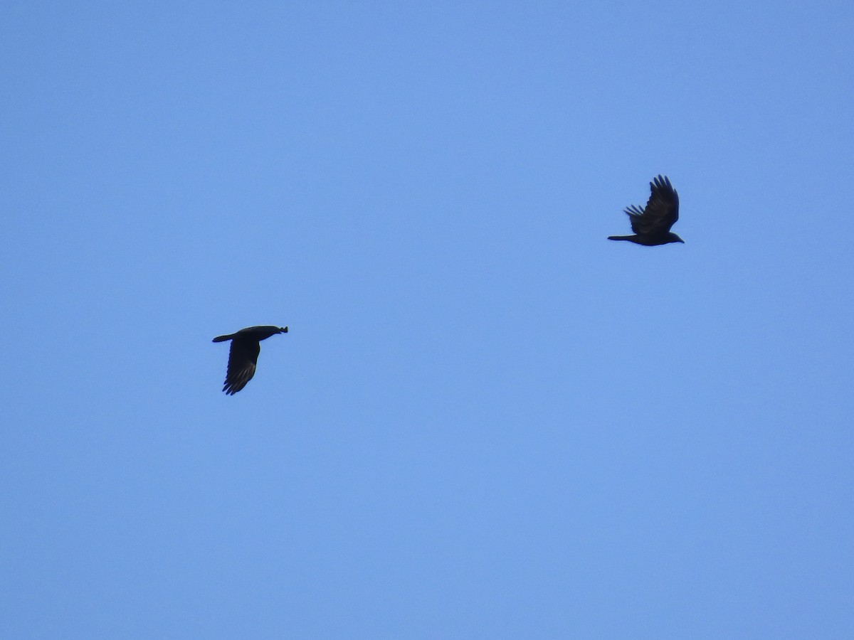 vrána rybí - ML646809949