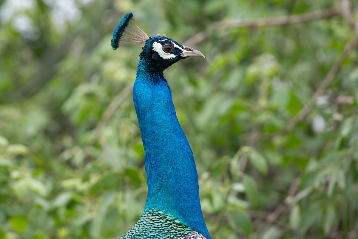 Indian Peafowl - ML646809953