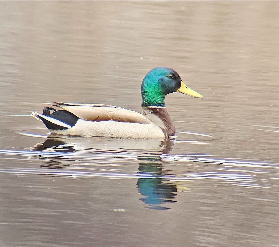 Basahatea - ML646809954