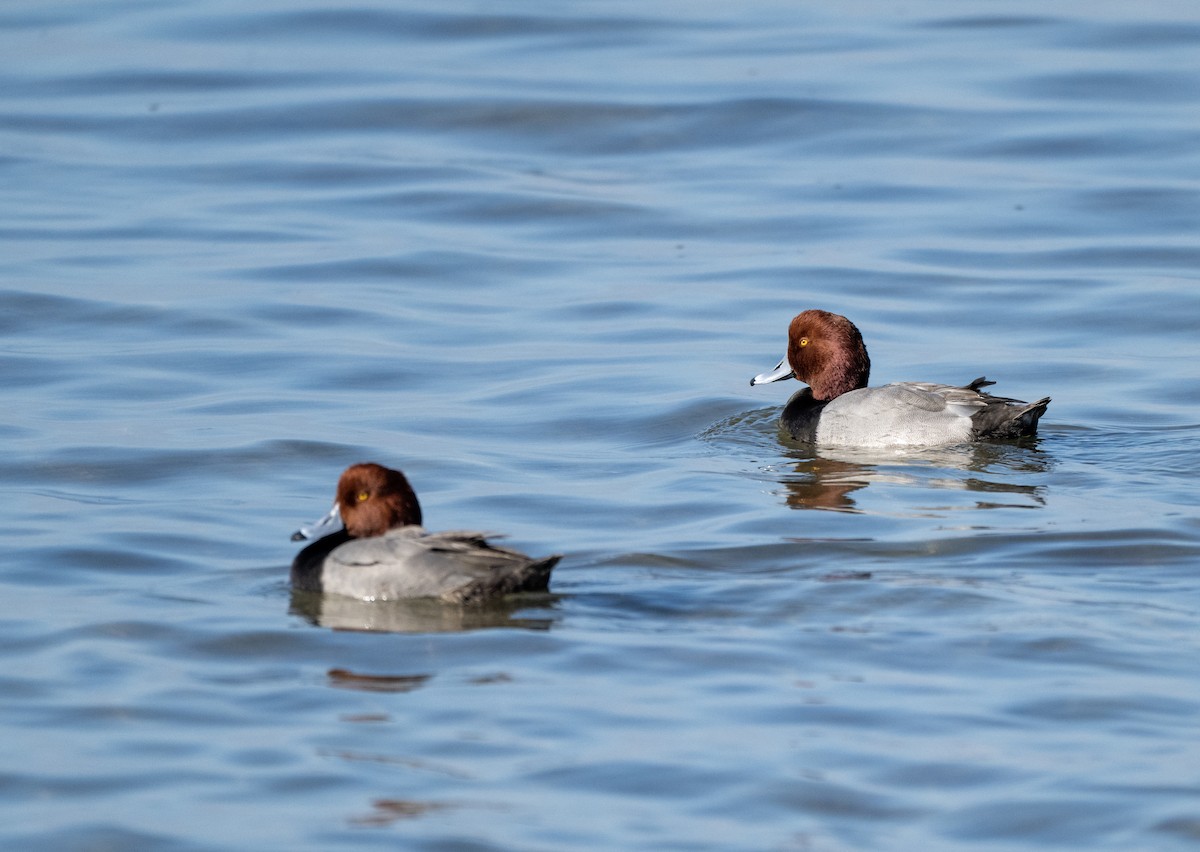 Redhead - ML646809955