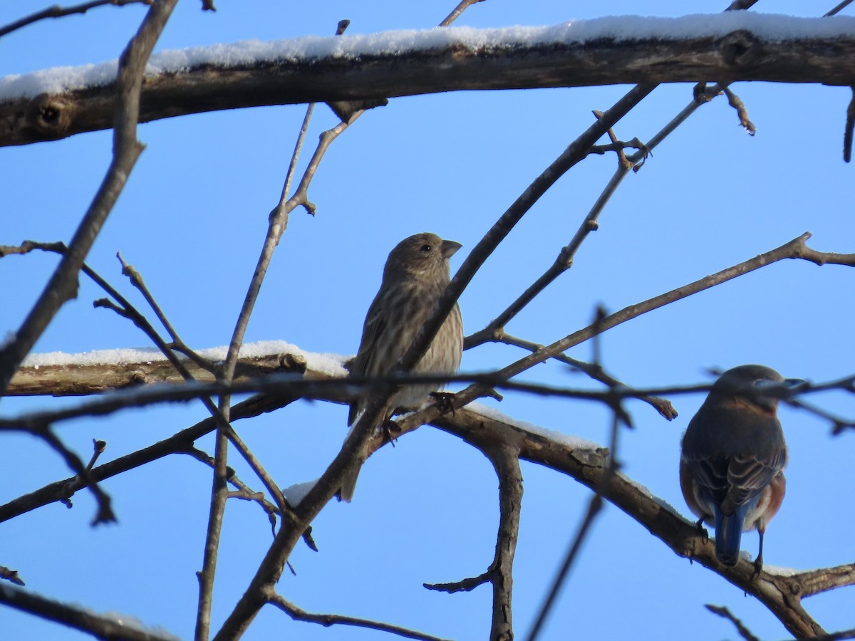 hýl rudoprsý - ML646809957