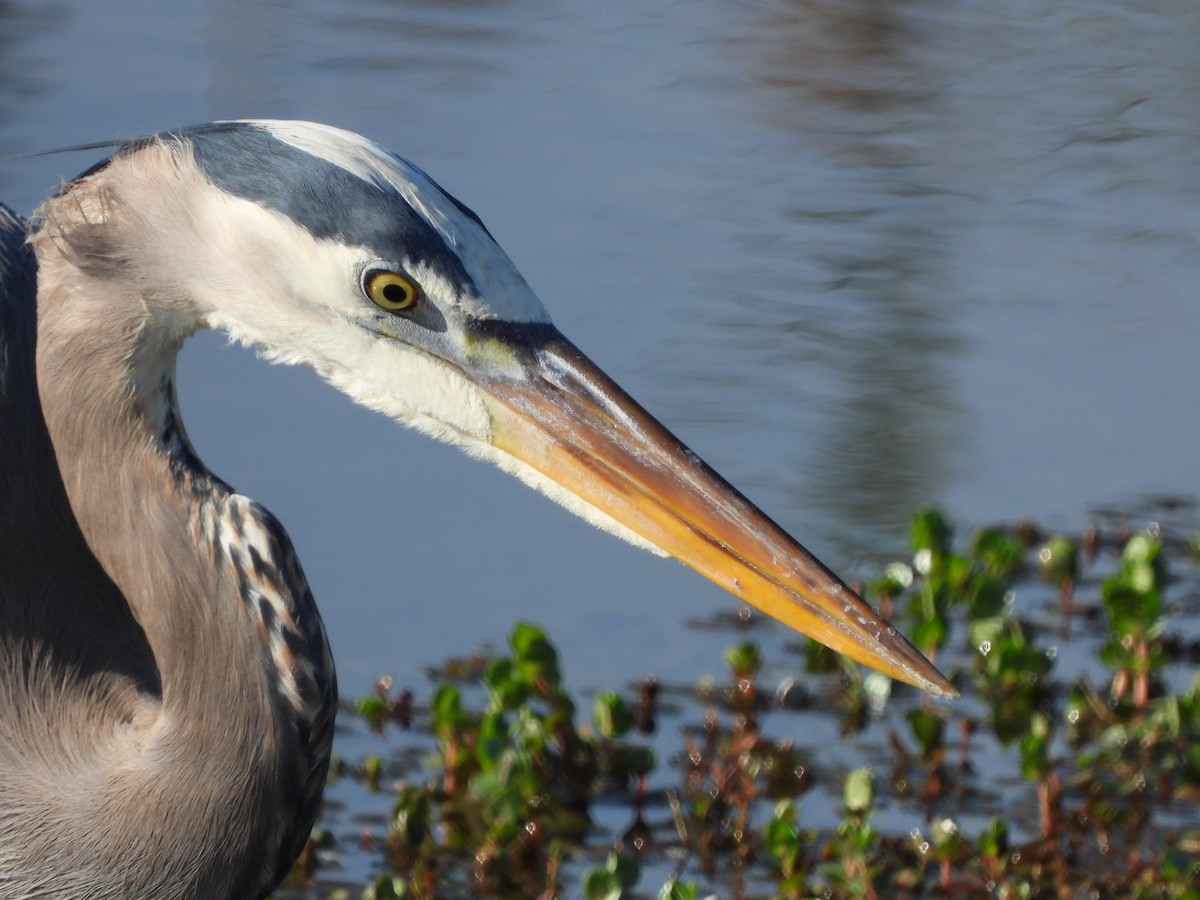 Great Blue Heron - ML646809958