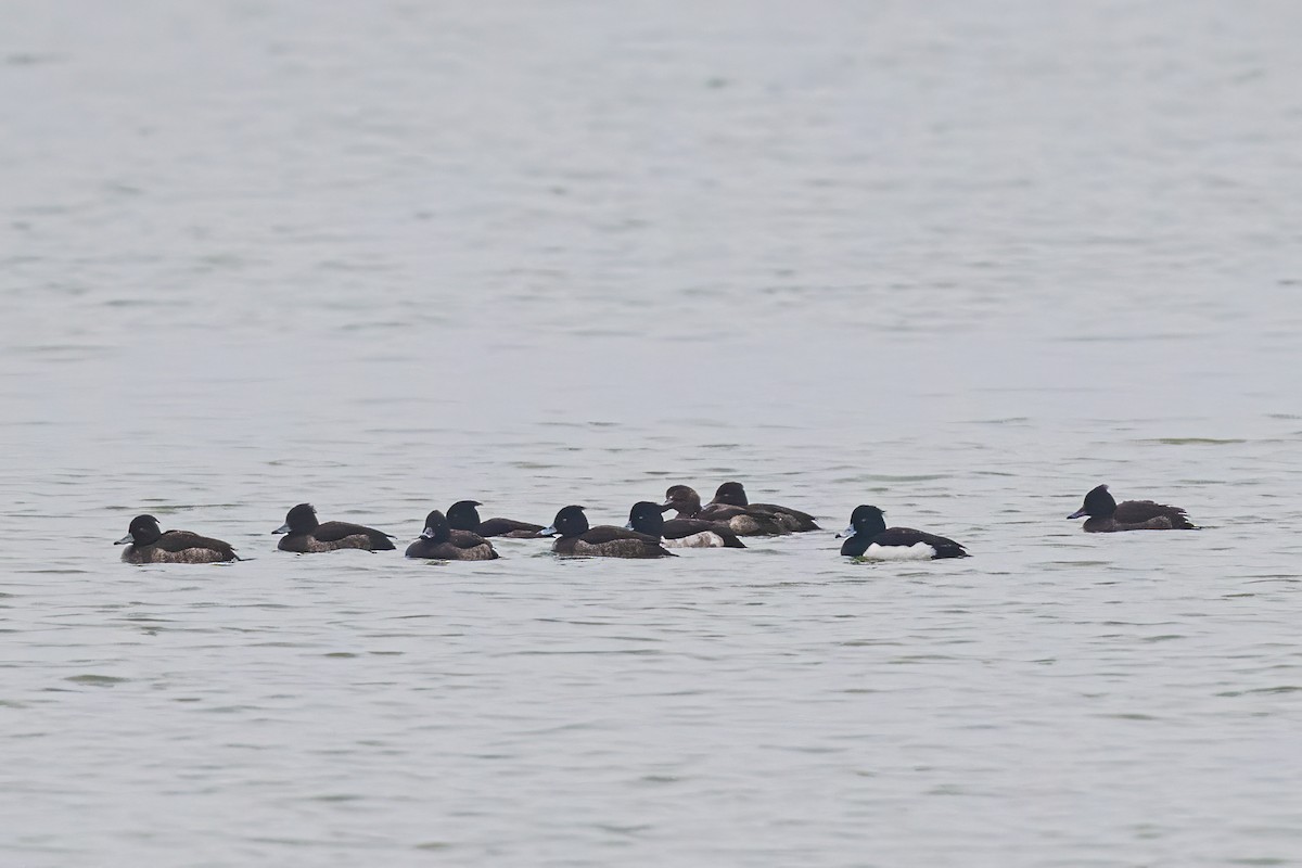 Tufted Duck - ML646809959