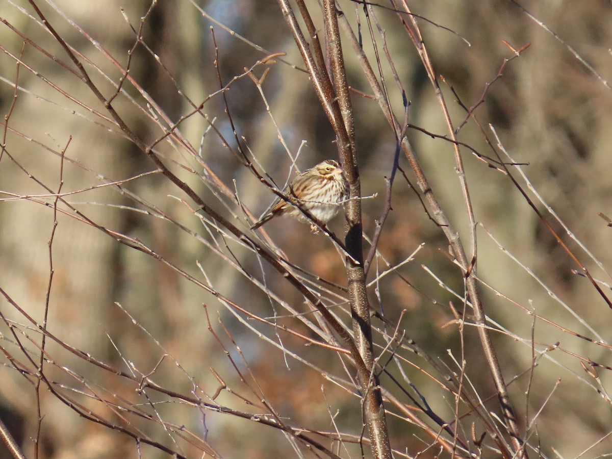 Savannah Sparrow - ML646809960