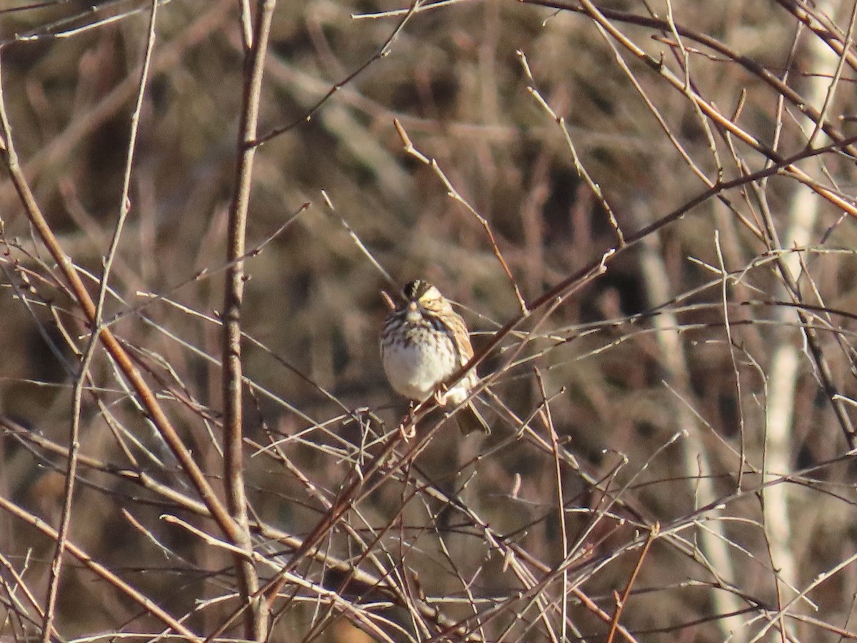 Savannah Sparrow - ML646809961