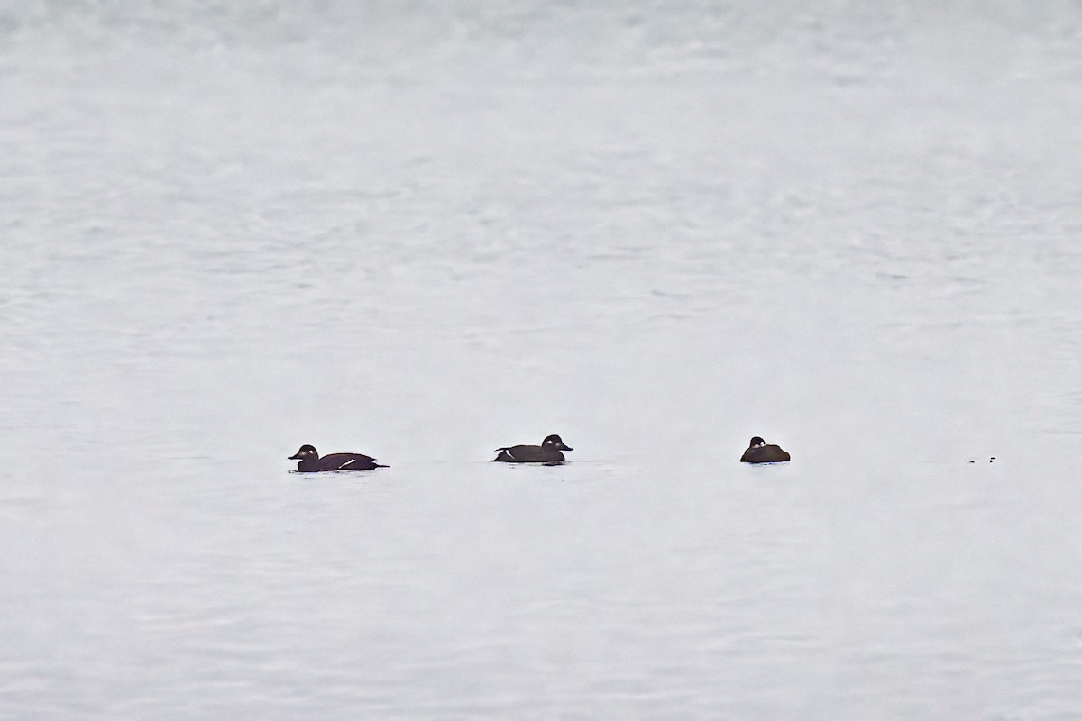 Velvet Scoter - ML646809966