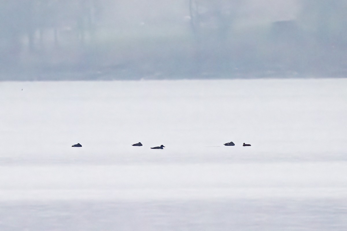 Velvet Scoter - ML646809967