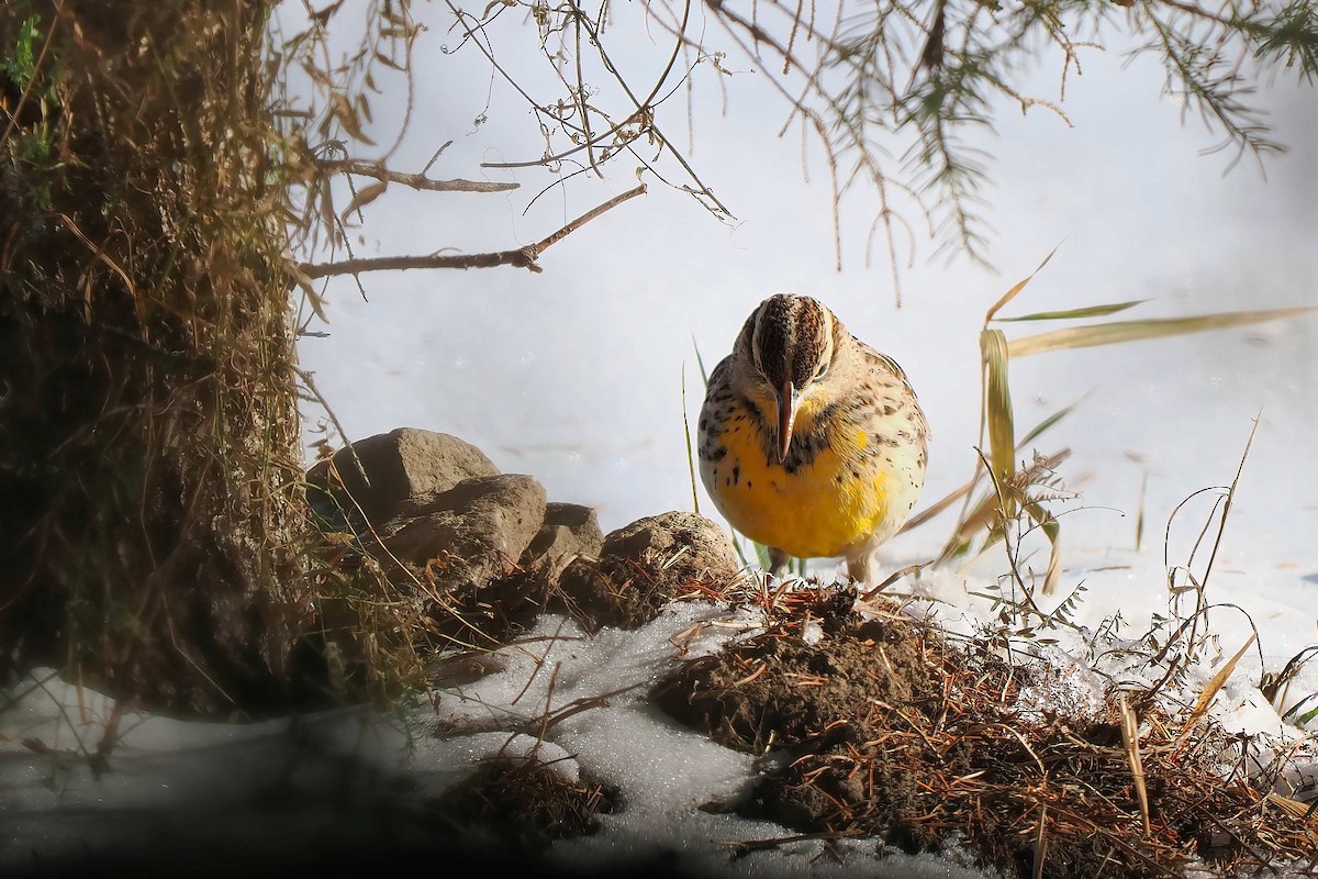 Western Meadowlark - ML646809969