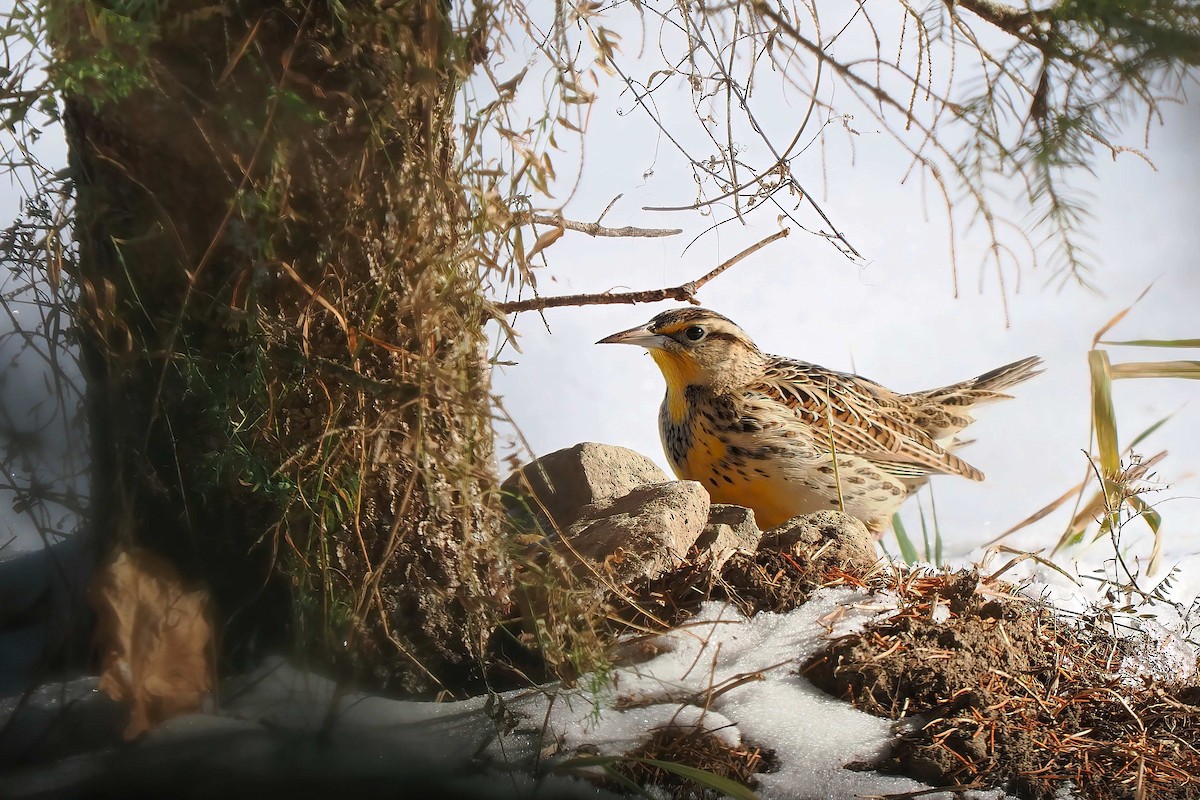 Western Meadowlark - ML646809970