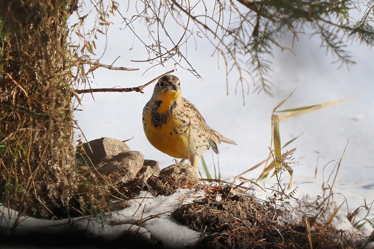 Western Meadowlark - ML646809971