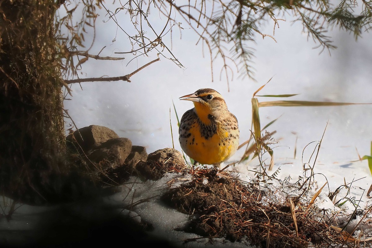 Western Meadowlark - ML646809972