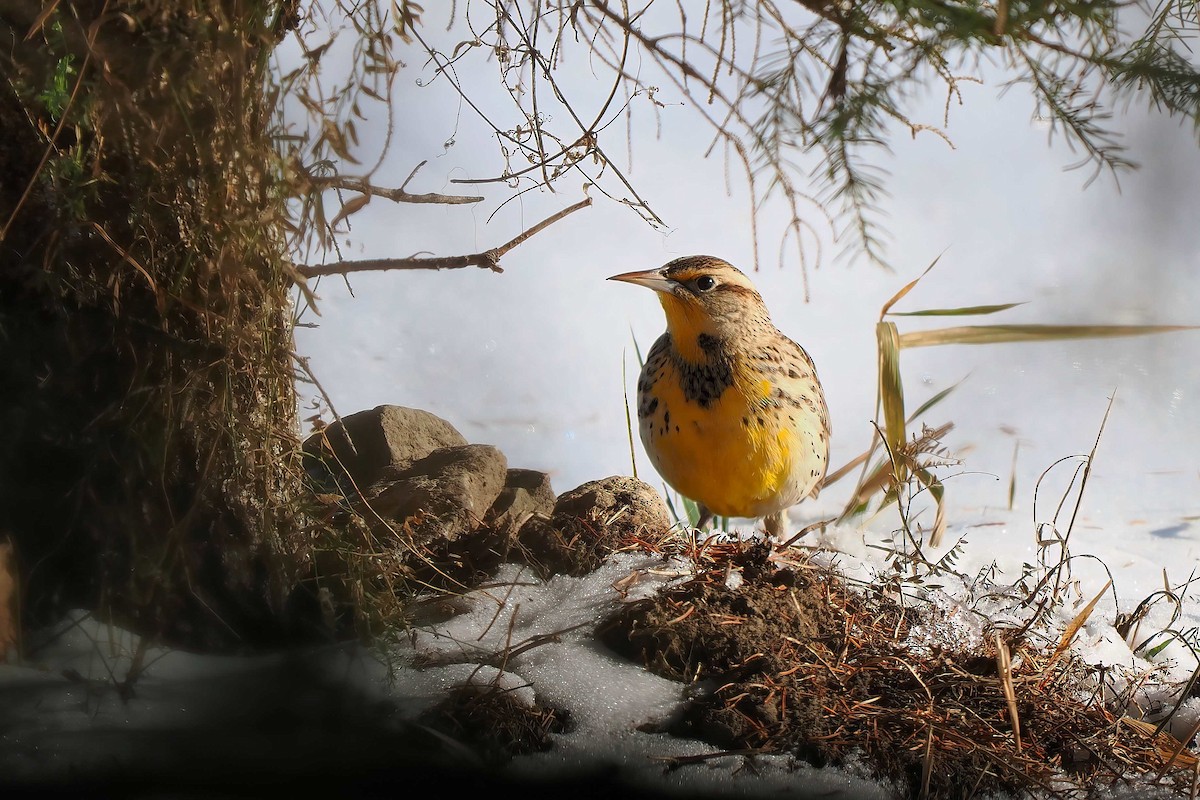 Western Meadowlark - ML646809973