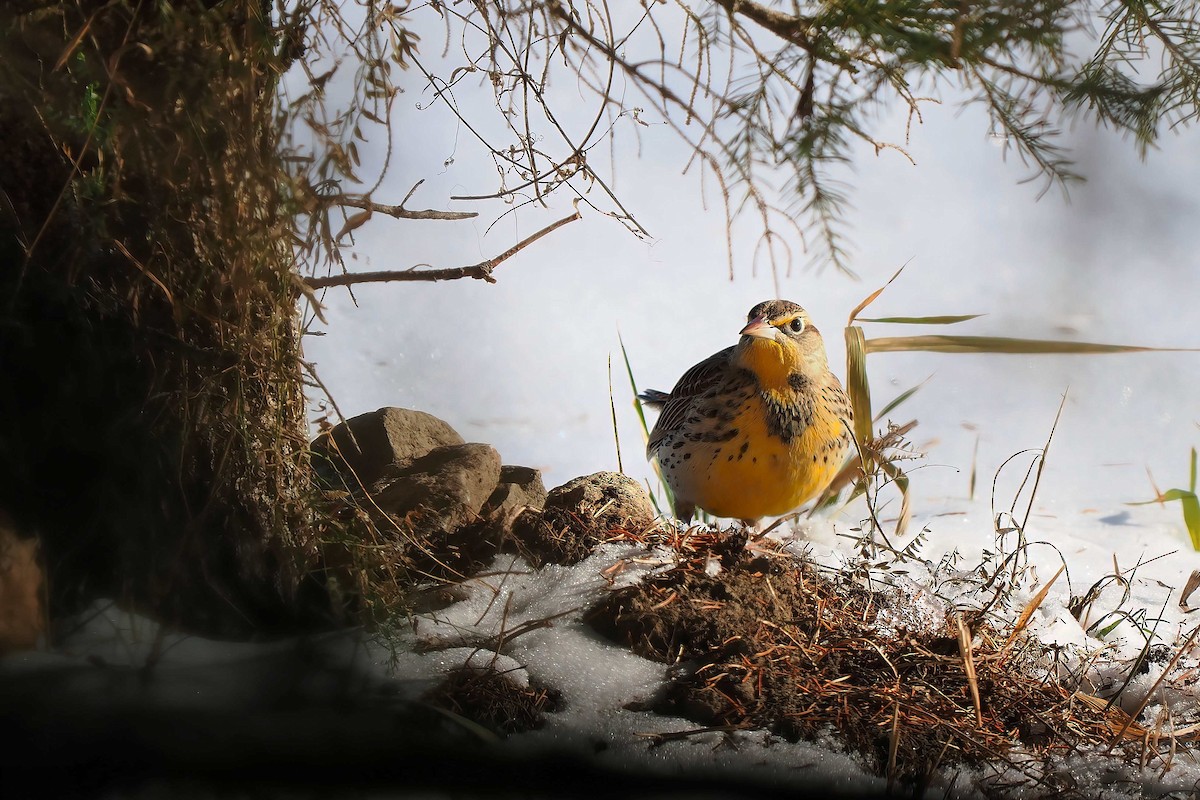 Western Meadowlark - ML646809974