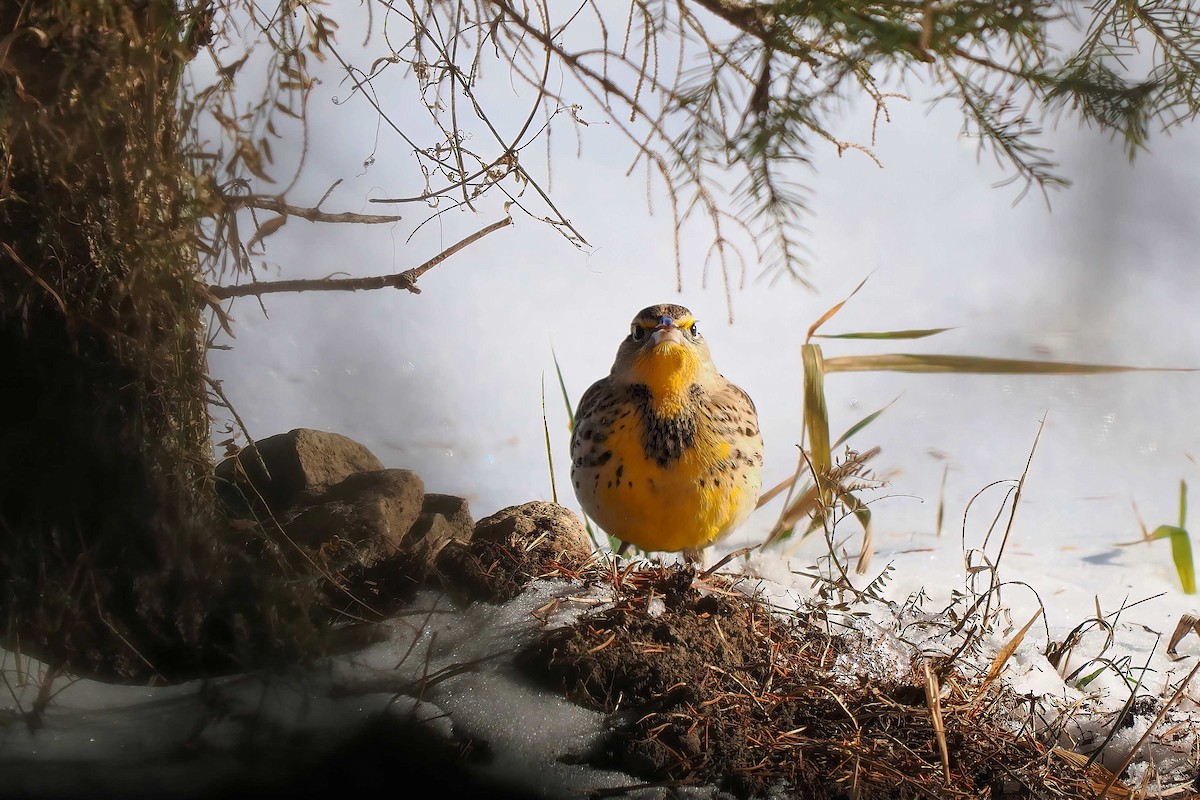 Western Meadowlark - ML646809975