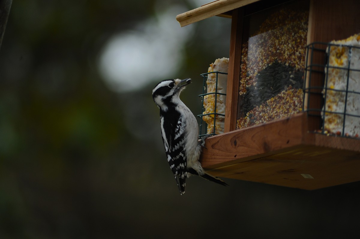 Downy Woodpecker - ML646809976
