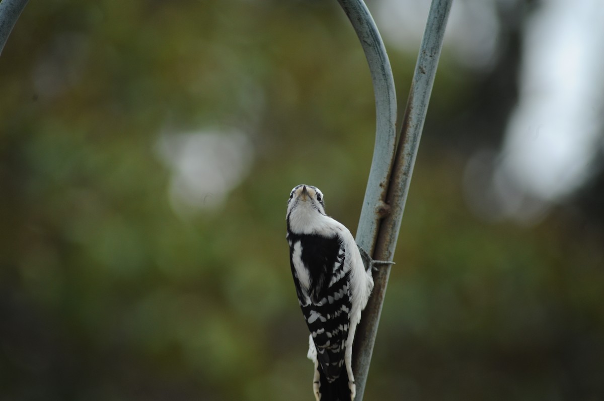 Downy Woodpecker - ML646809977