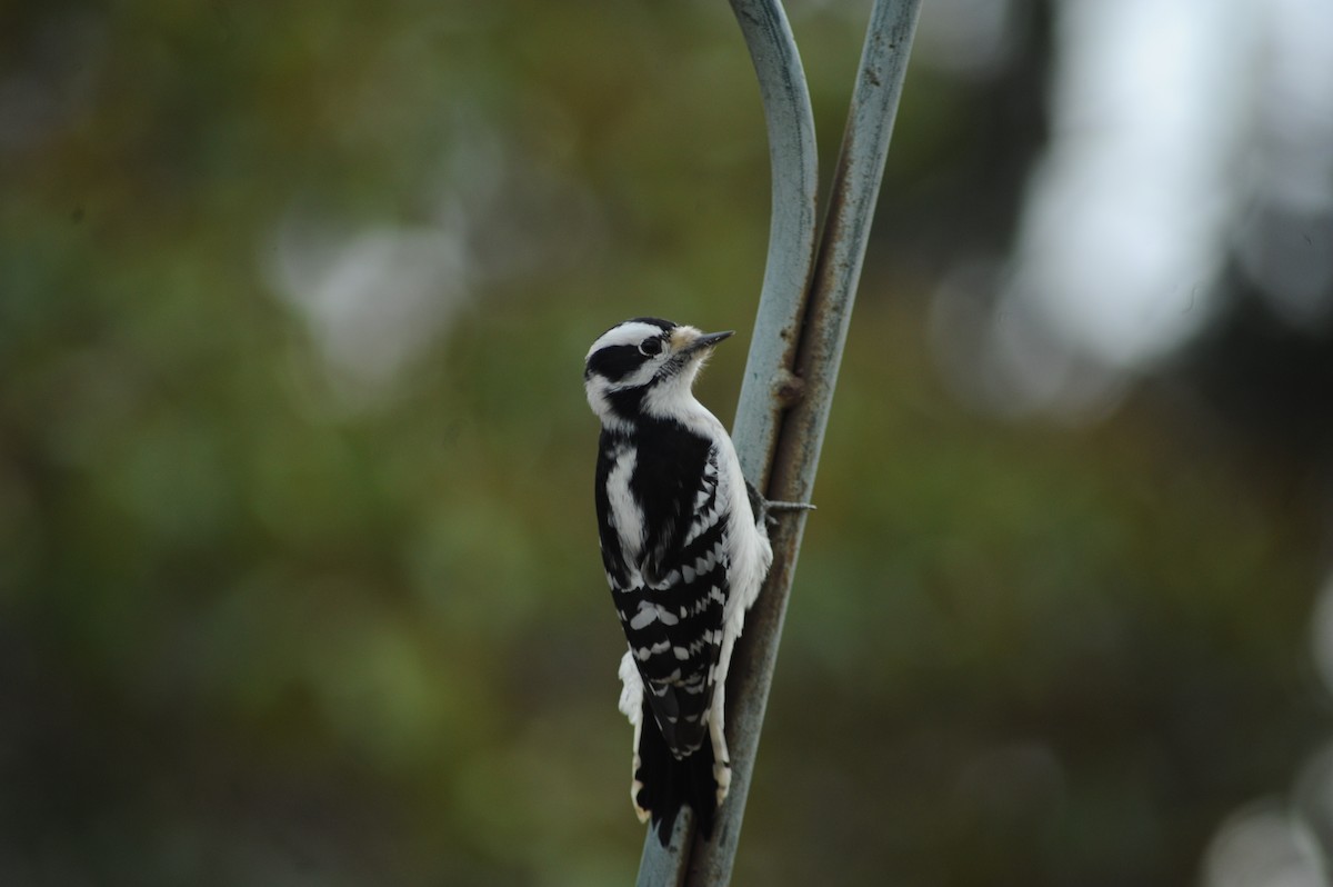 Downy Woodpecker - ML646809978