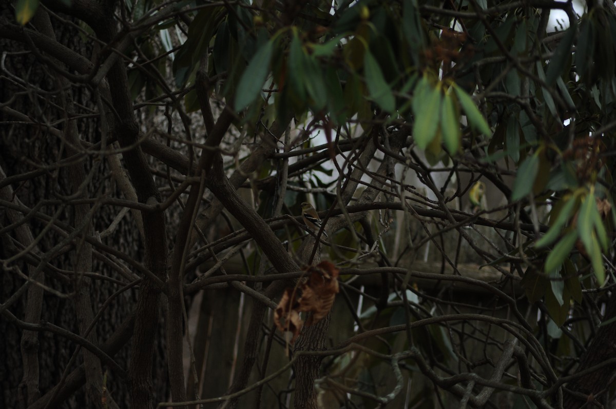 American Goldfinch - ML646809981