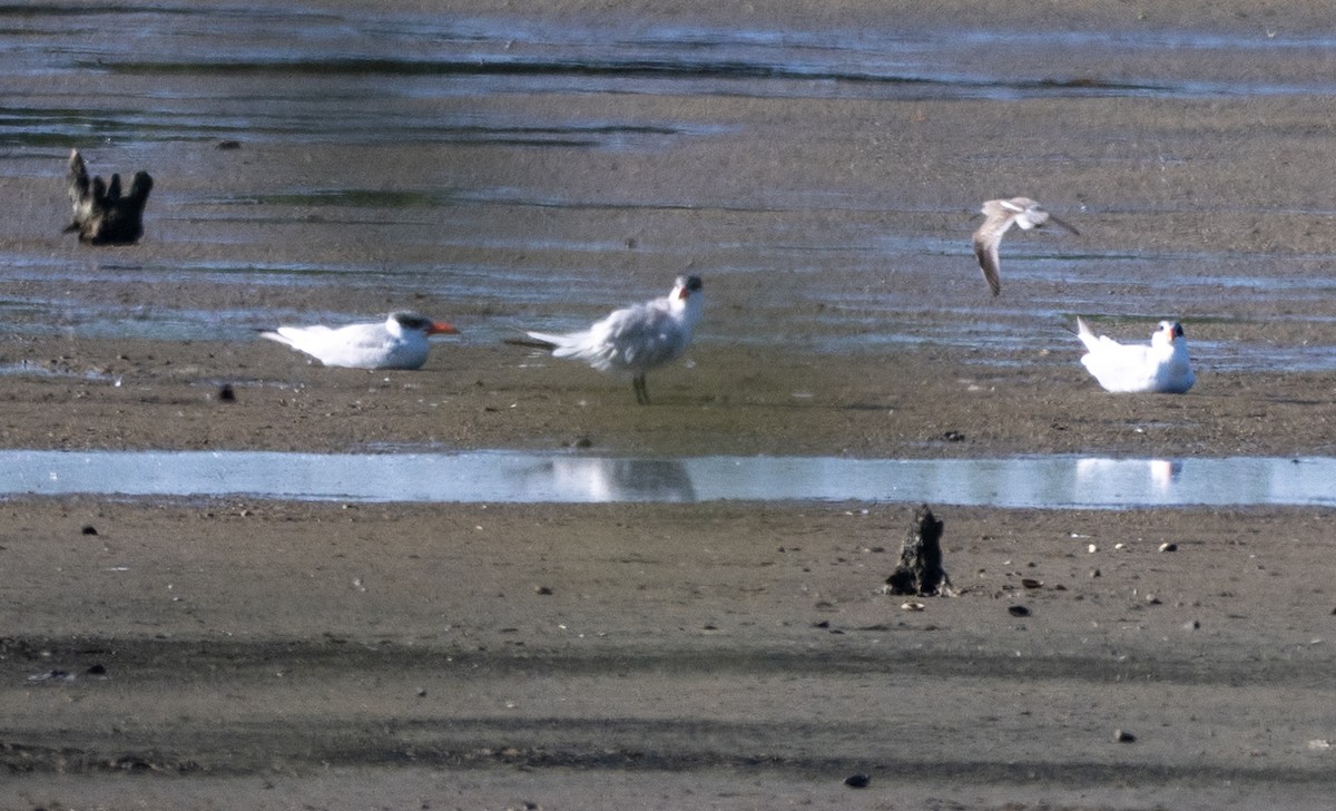 Caspian Tern - ML646809982