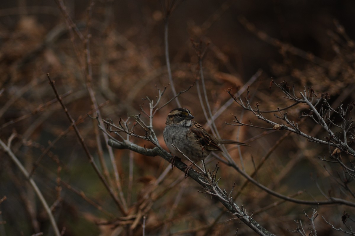 White-throated Sparrow - ML646809984