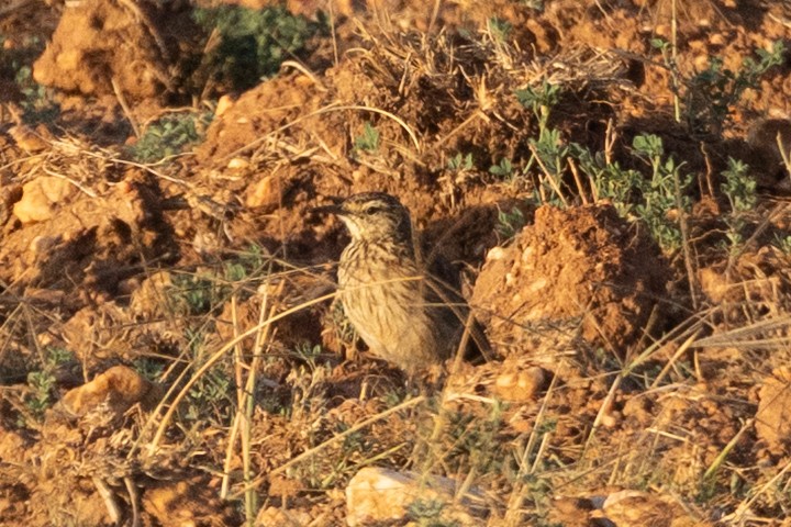 Cape Long-billed Lark (Agulhas) - ML646809985