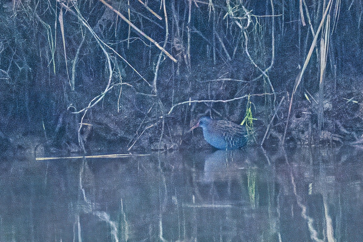 Water Rail - ML646809986
