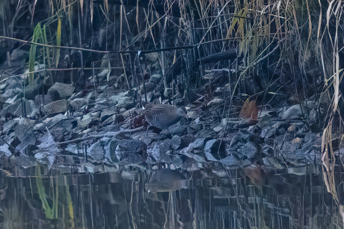 Water Rail - ML646809987