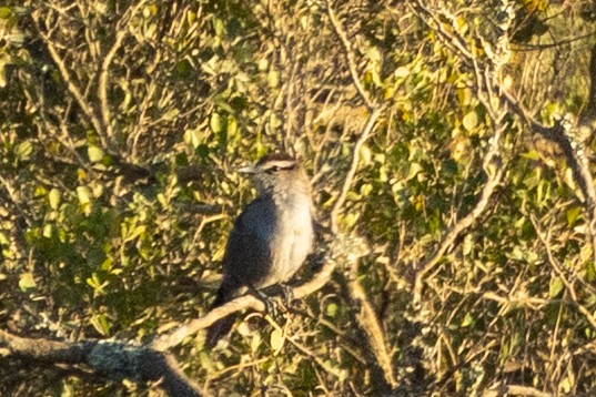 Southern Tchagra - ML646809989