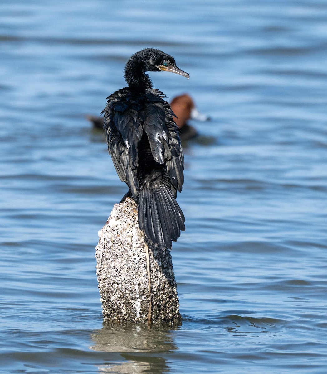 Neotropic Cormorant - ML646809995