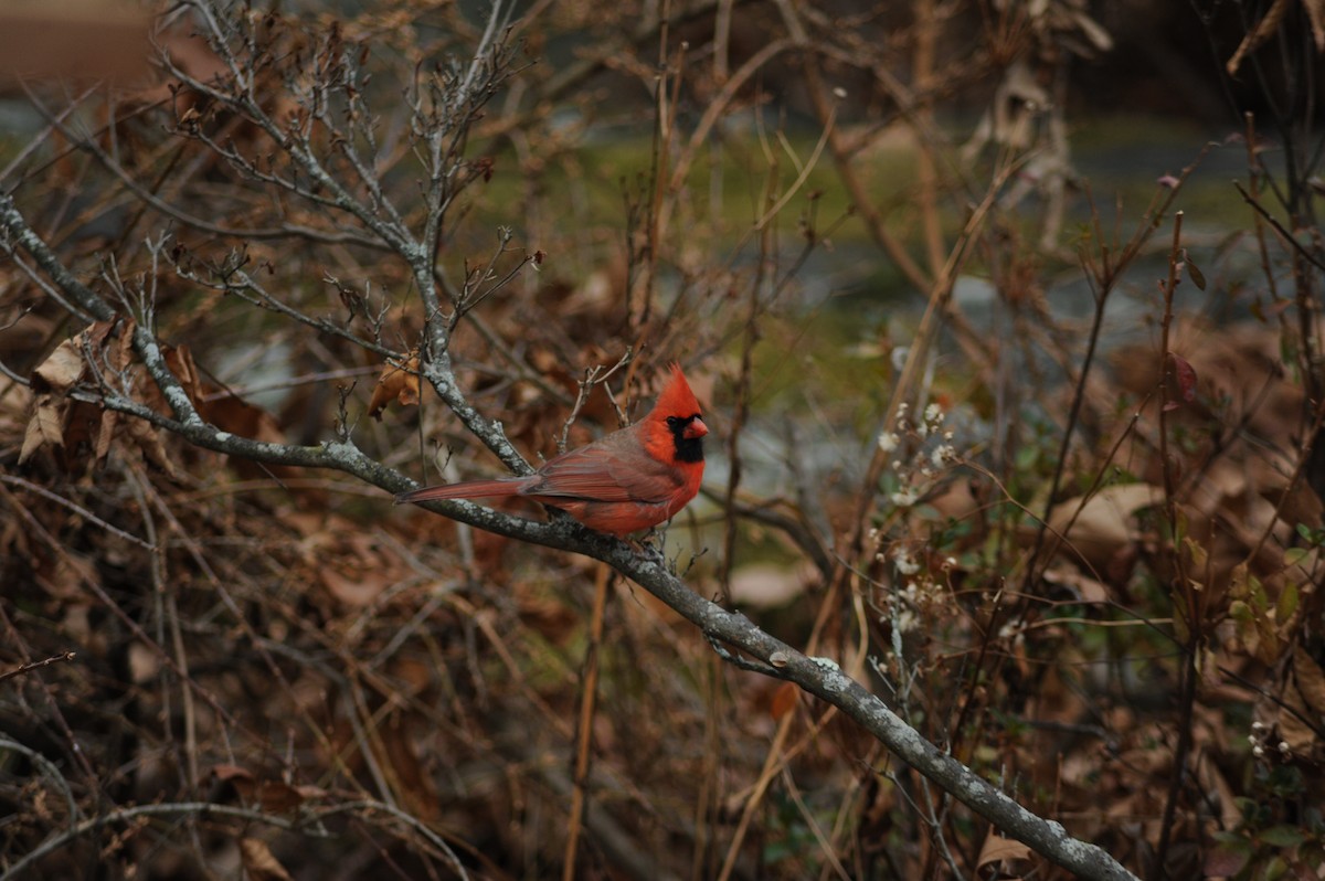 Northern Cardinal - ML646809997
