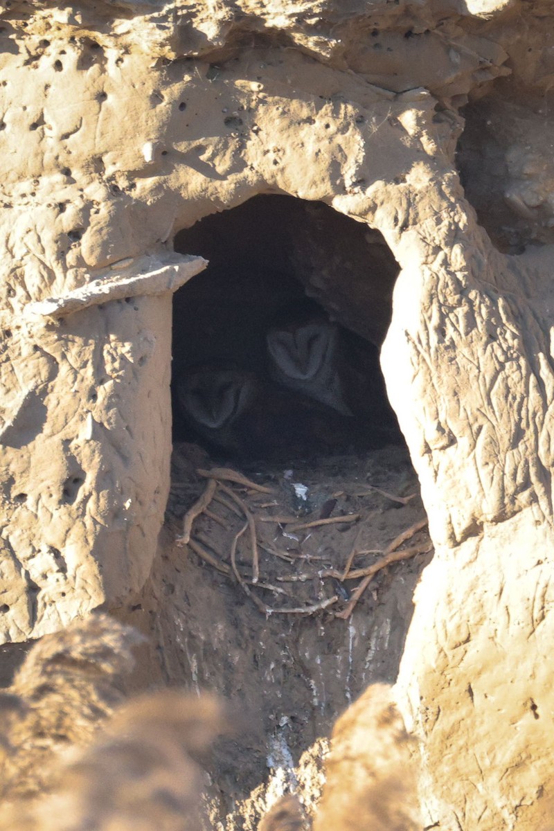 Amerikaschleiereule - ML646809998