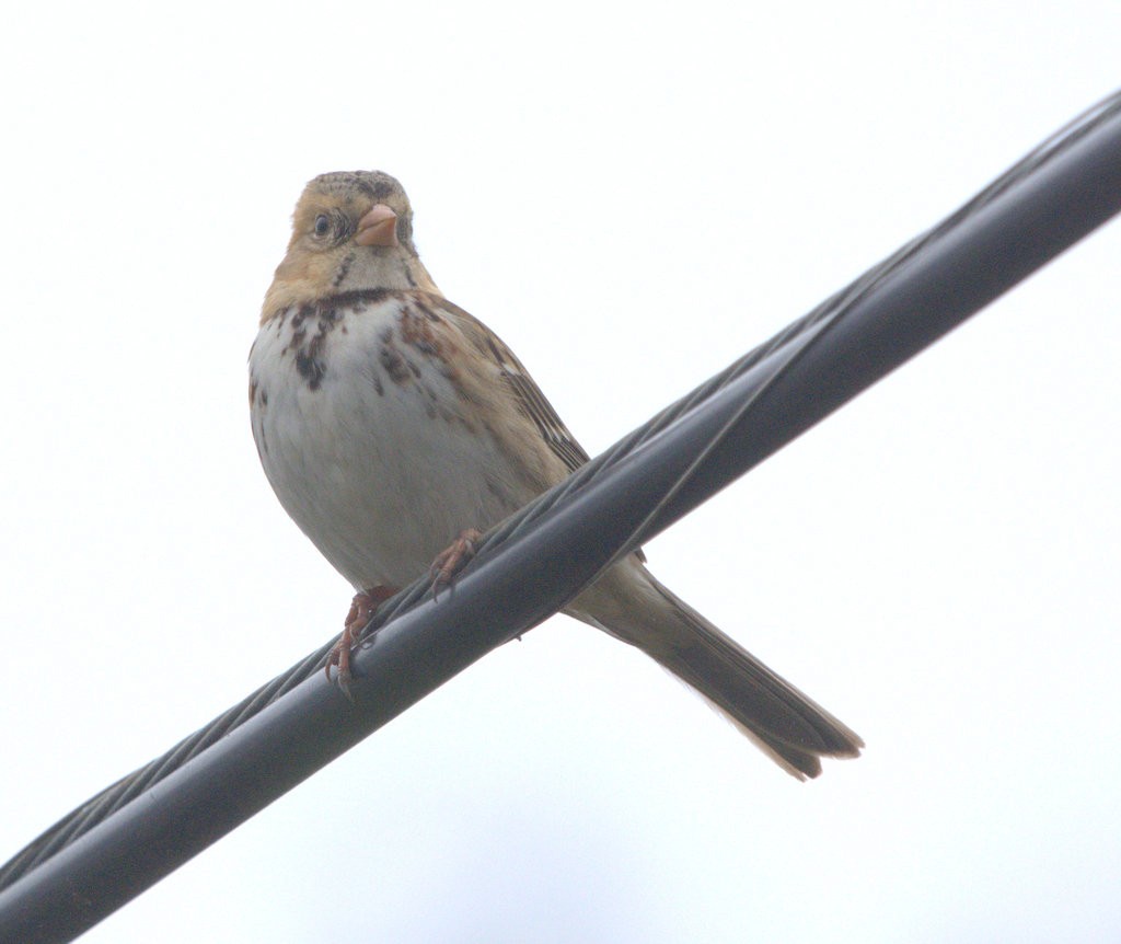 Harris's Sparrow - ML646809999