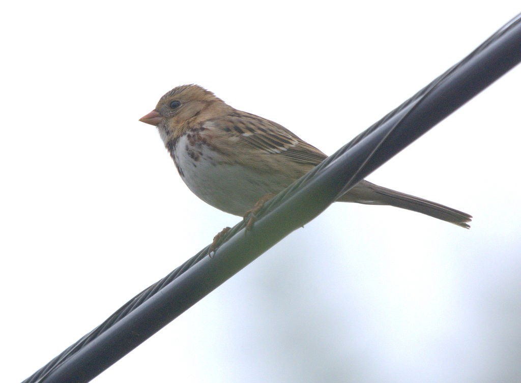 Harris's Sparrow - ML646810000