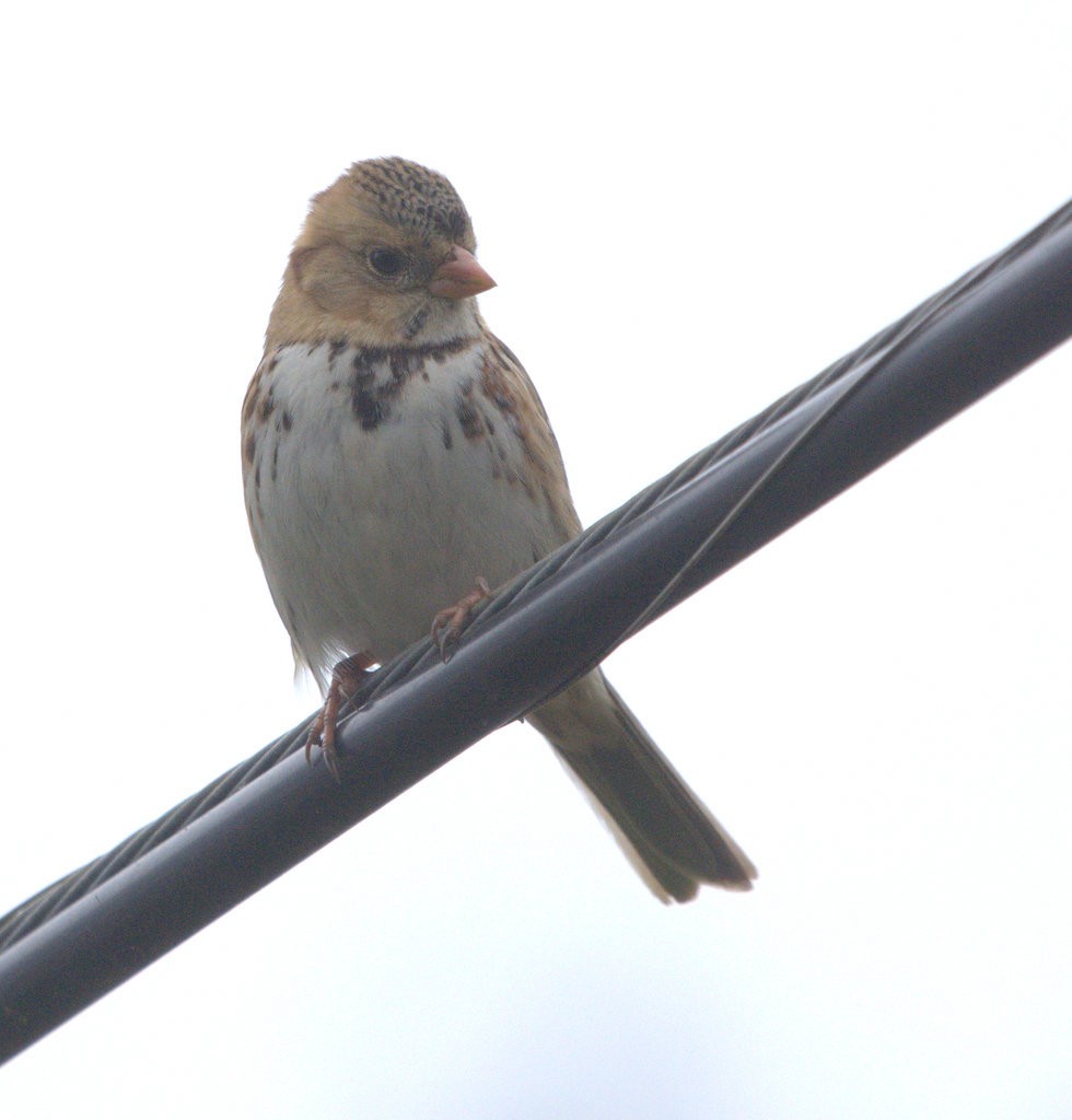 Harris's Sparrow - ML646810001