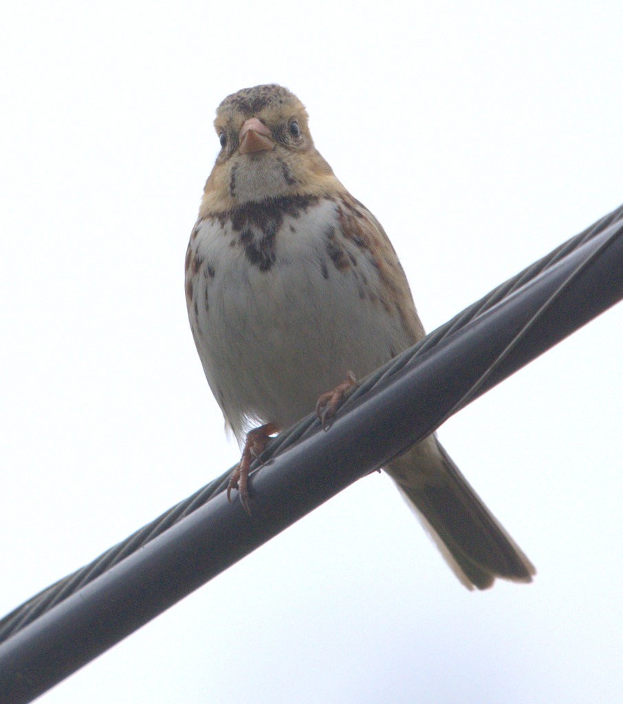 Harris's Sparrow - ML646810002