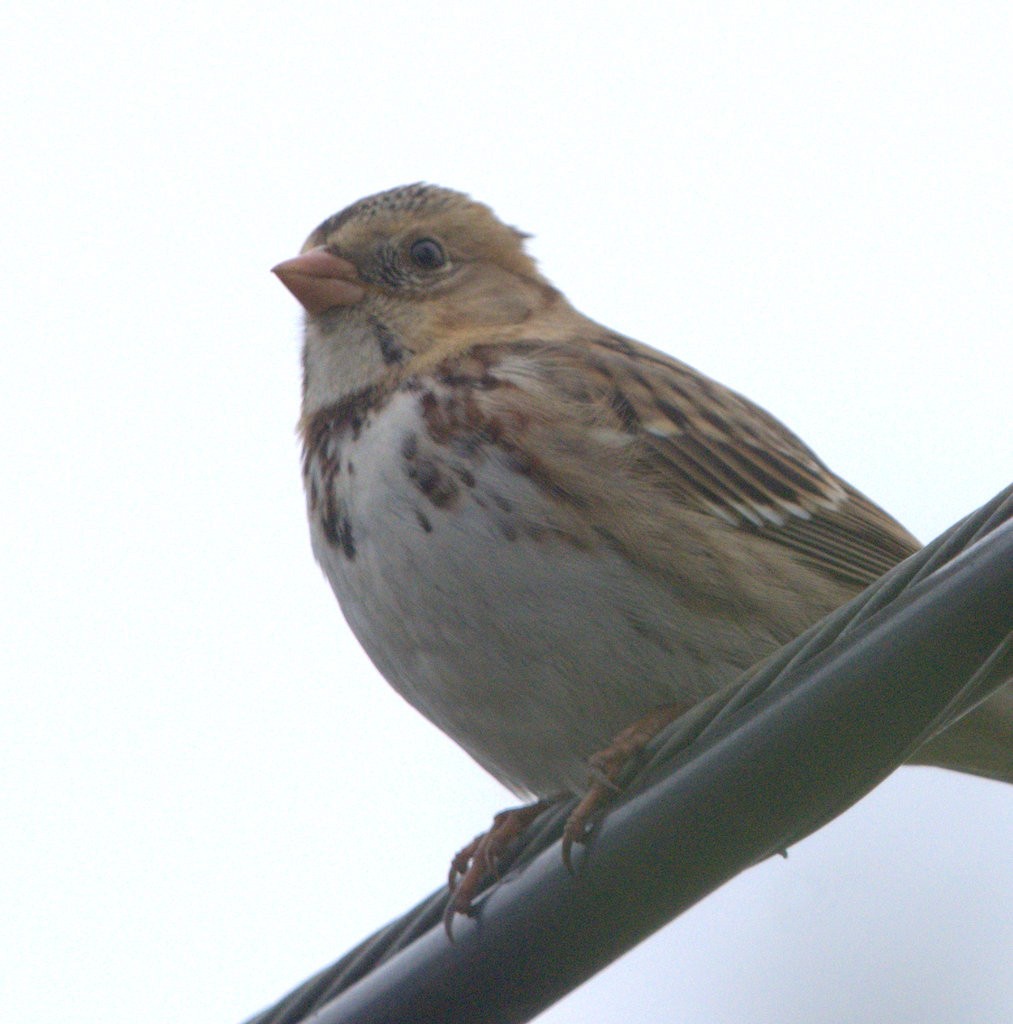 Harris's Sparrow - ML646810003