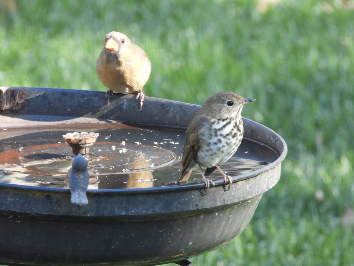Hermit Thrush - ML646810004