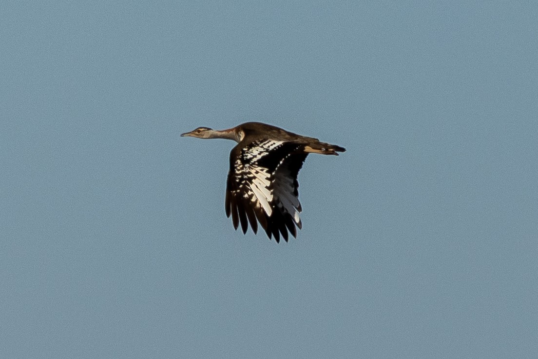 Denham's Bustard (Stanley's) - ML646810011