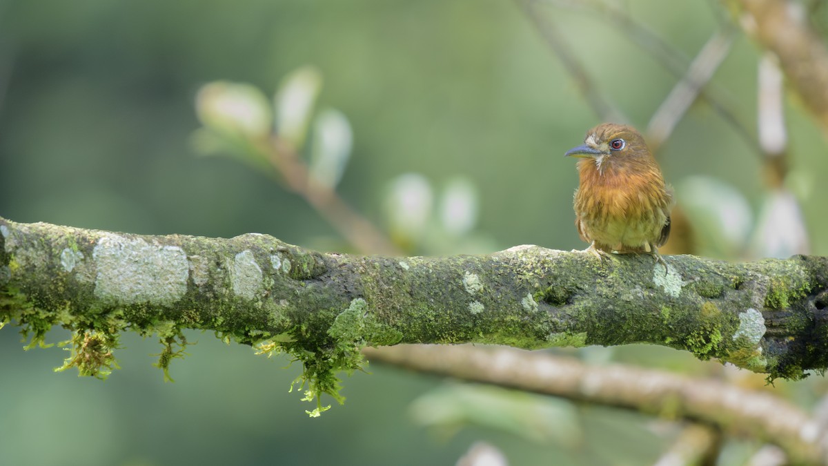 Bıyıklı Pufkuşu - ML646810012