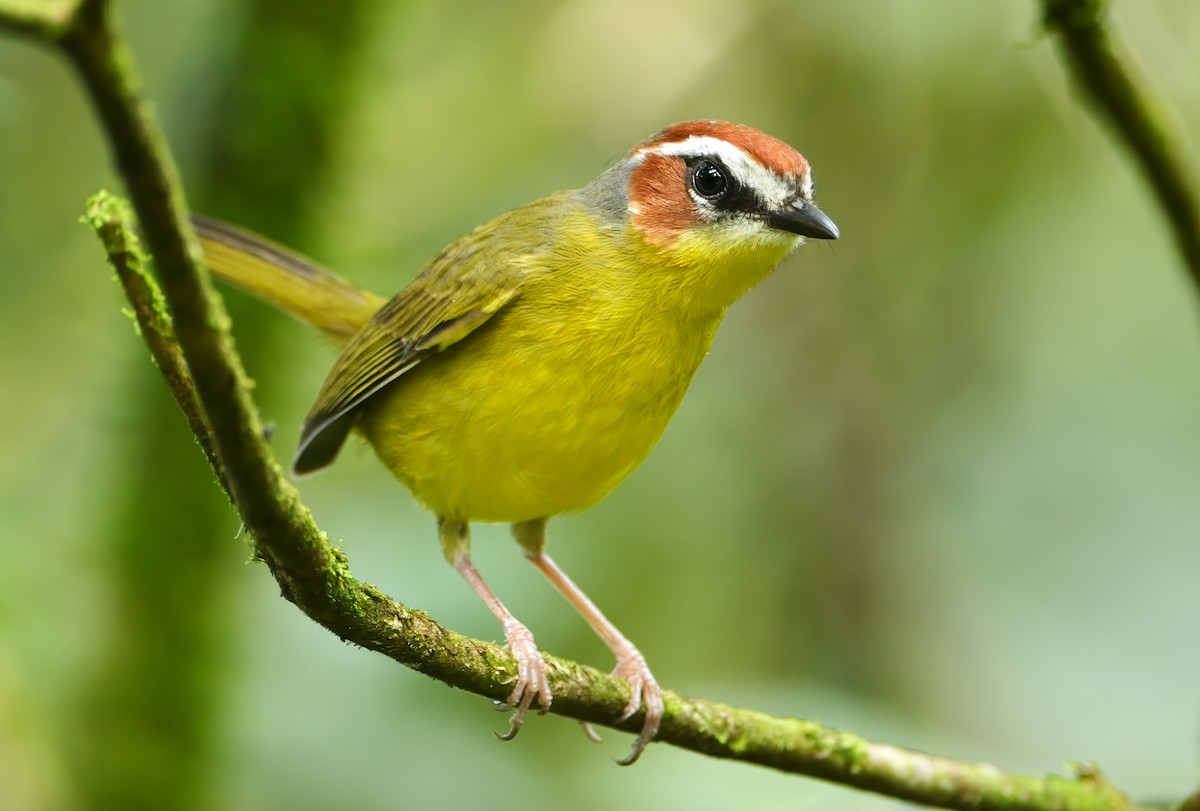 Chestnut-capped Warbler - ML646810015