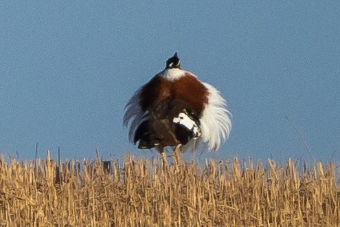 Denham's Bustard (Stanley's) - ML646810016