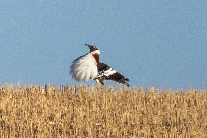 Denham's Bustard (Stanley's) - ML646810017
