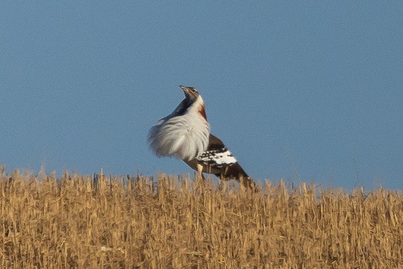 Denham's Bustard (Stanley's) - ML646810018
