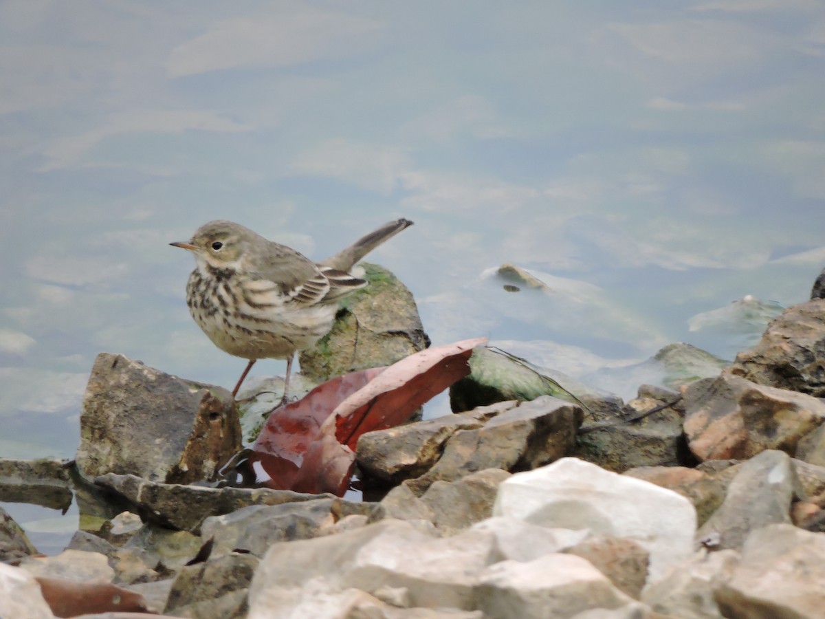 linduška tundrová - ML646810019