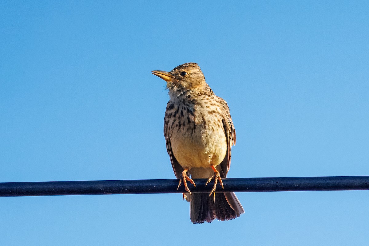Large-billed Lark - ML646810020