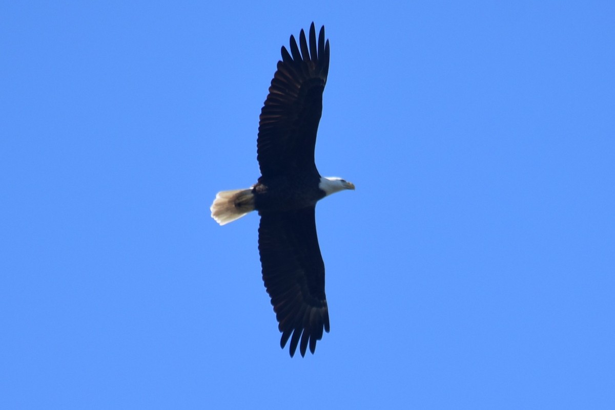 Bald Eagle - ML646810021