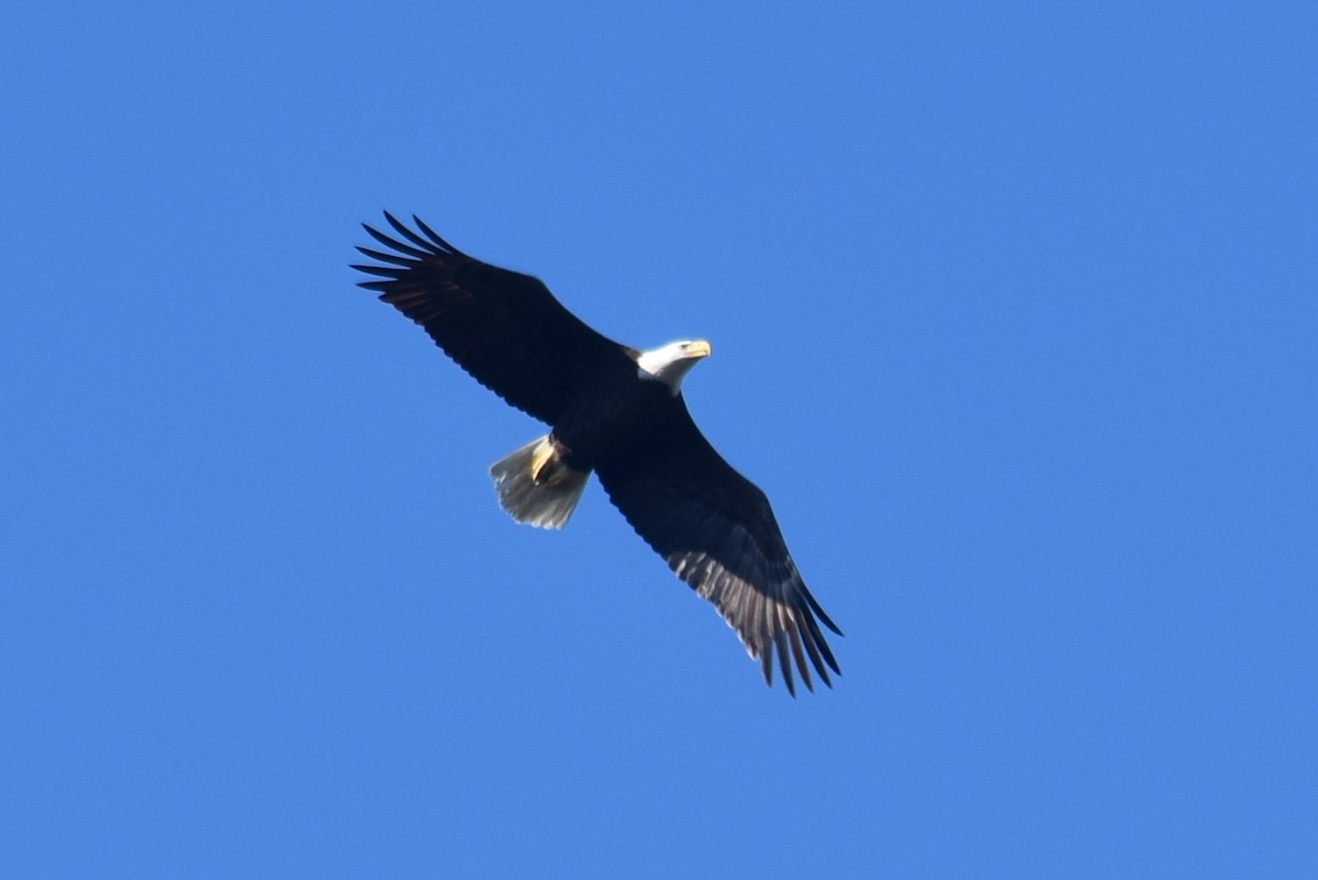 Bald Eagle - ML646810022