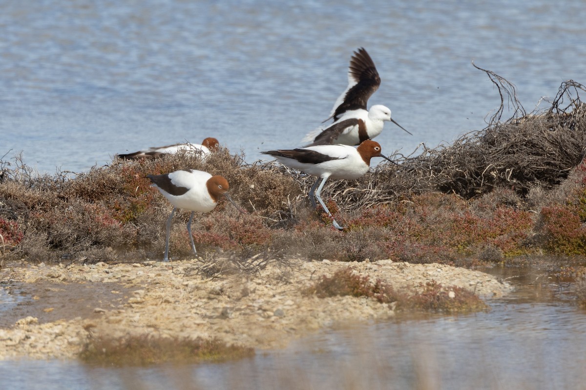 Abozeta burugorria - ML646810024