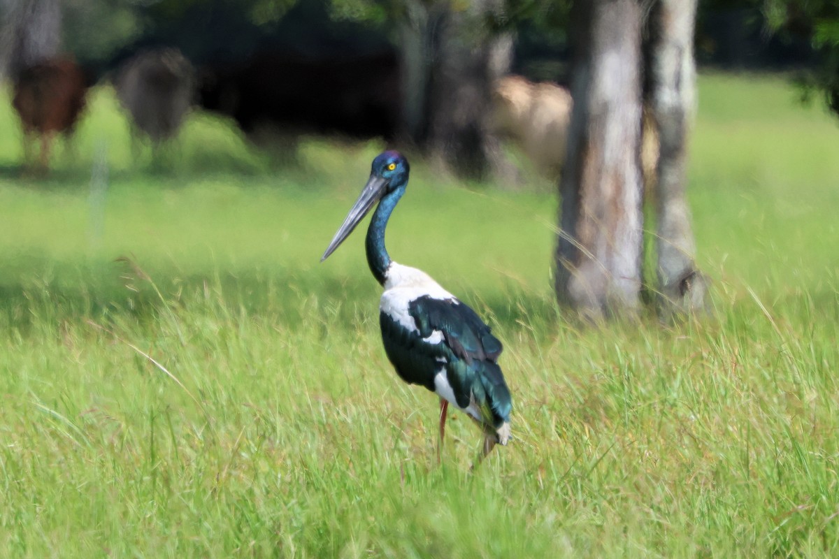 セイタカコウ - ML646810031