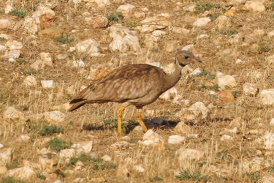 Karoo Bustard - ML646810032